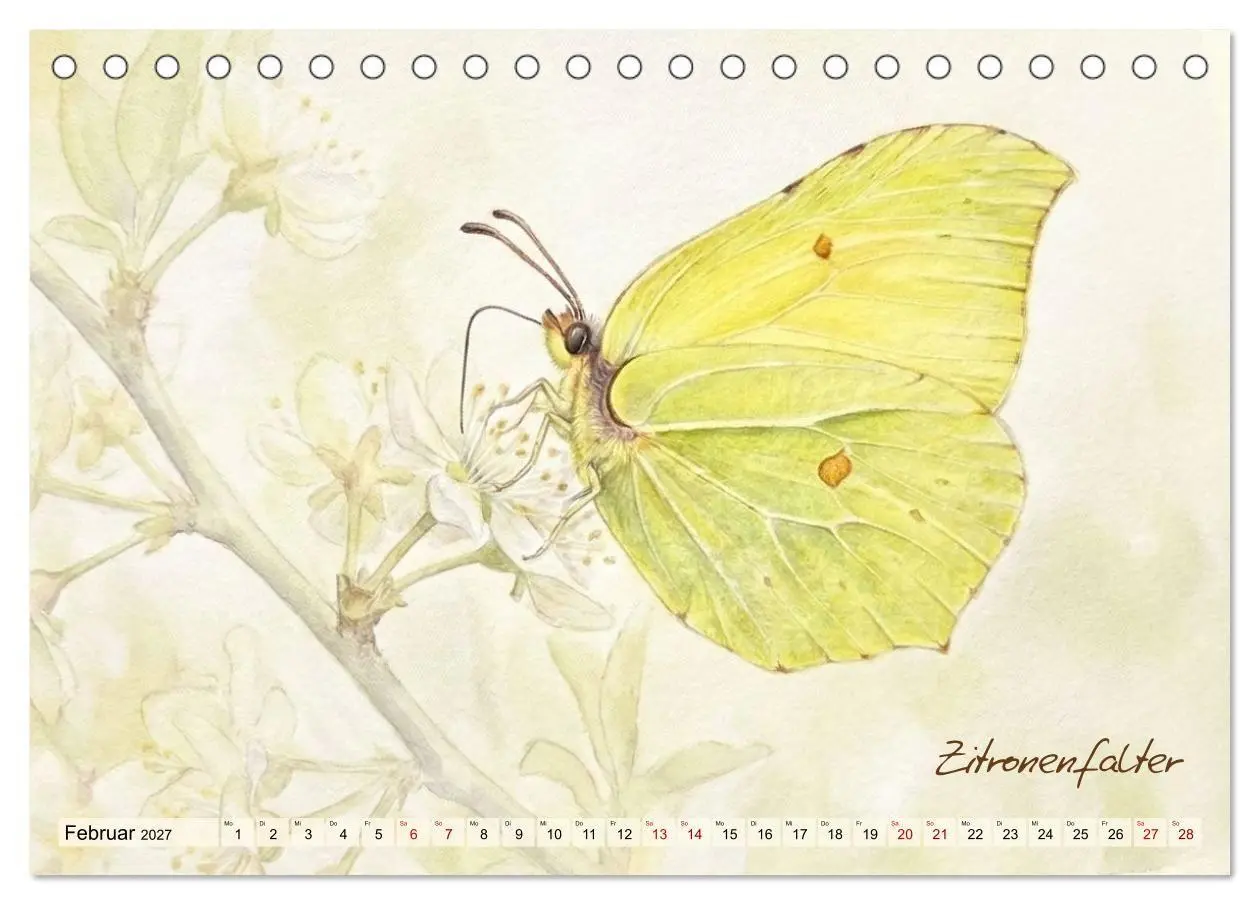 Bild: 9783516792966 | Kleine Wunder in Aquarell - Heimische Insekten kunstvoll...