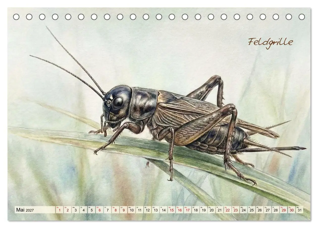 Bild: 9783516792966 | Kleine Wunder in Aquarell - Heimische Insekten kunstvoll...