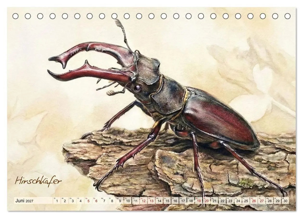 Bild: 9783516792966 | Kleine Wunder in Aquarell - Heimische Insekten kunstvoll...