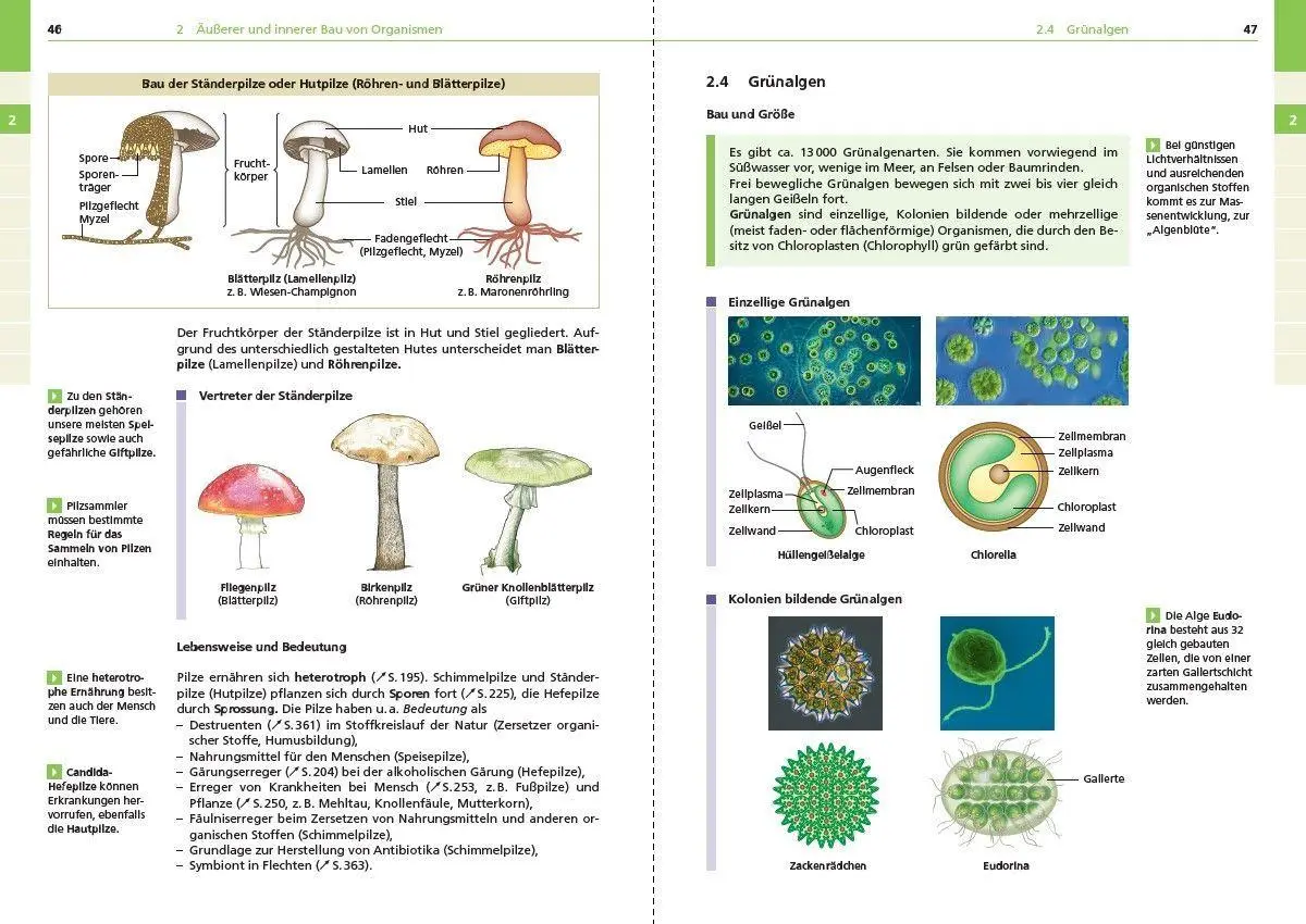 Bild: 9783411713066 | Basiswissen Schule - Biologie 5. bis 10. Klasse | Pews-Hocke (u. a.)