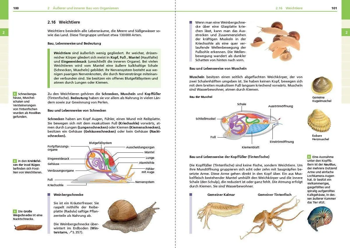 Bild: 9783411713066 | Basiswissen Schule - Biologie 5. bis 10. Klasse | Pews-Hocke (u. a.)