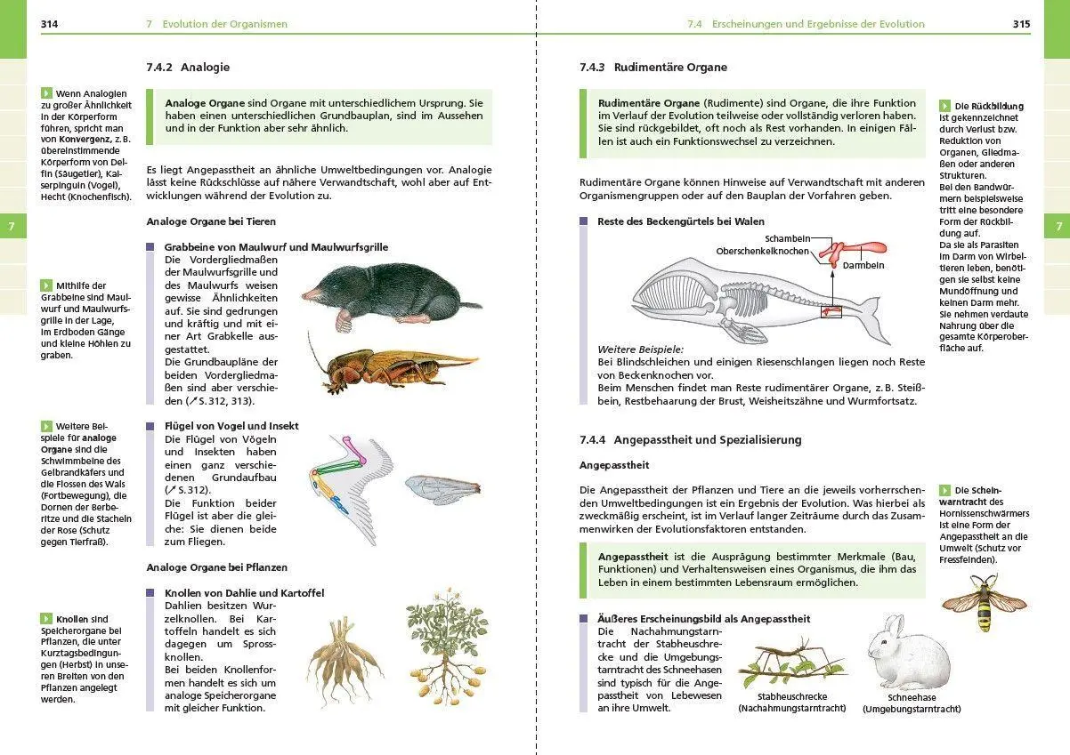 Bild: 9783411713066 | Basiswissen Schule - Biologie 5. bis 10. Klasse | Pews-Hocke (u. a.)