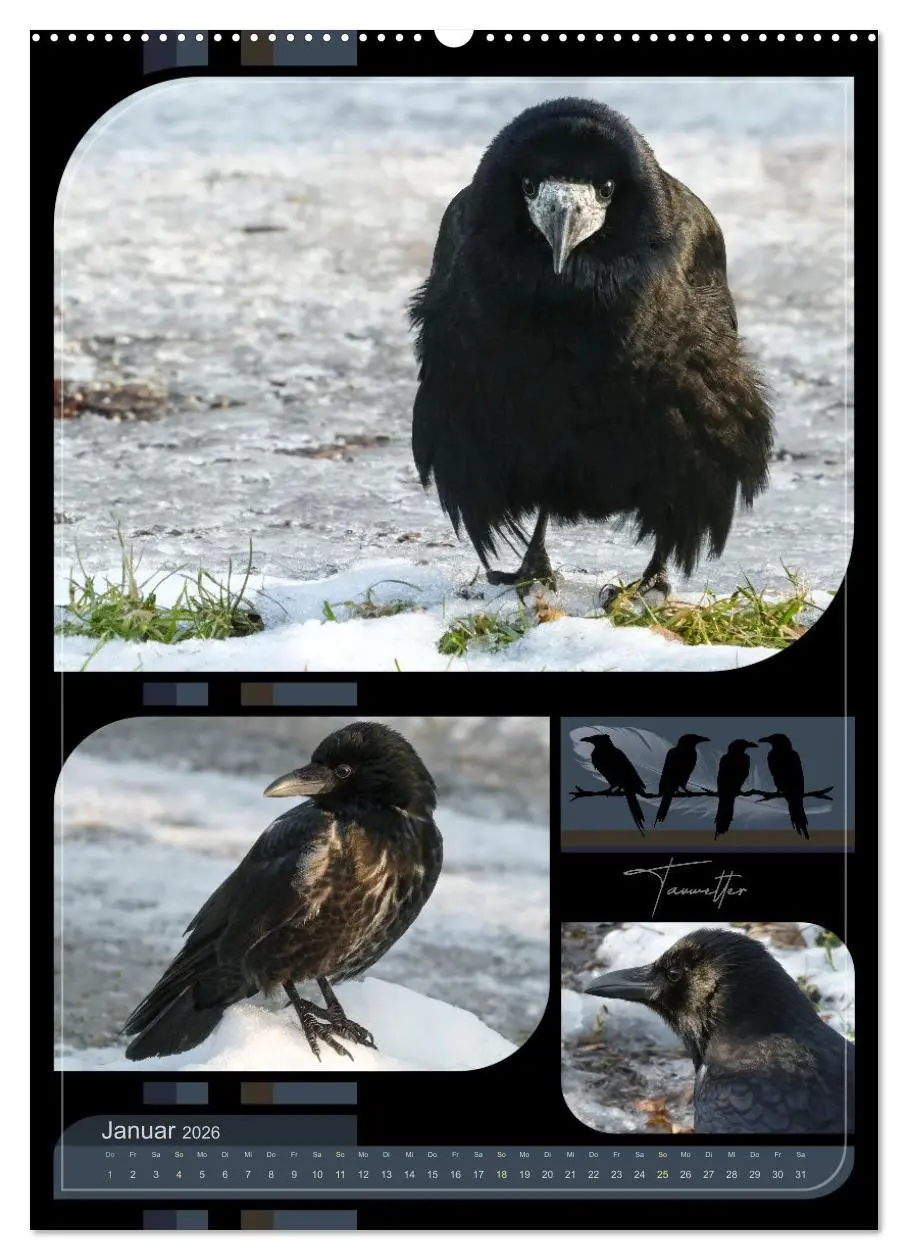 Bild: 9783457283066 | Krähen - Im Wandel der Jahreszeiten (Wandkalender 2026 DIN A2...