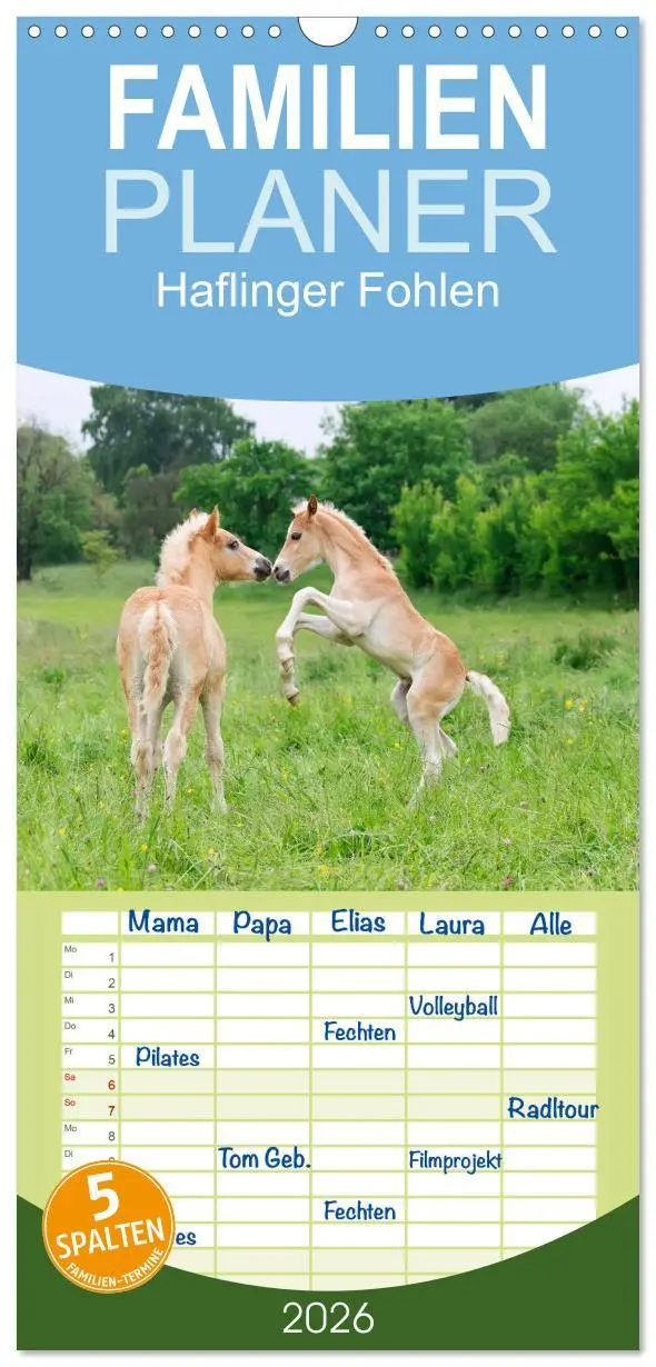 Cover: 9783516513066 | Familienplaner 2026 - Haflinger Fohlen mit 5 Spalten (Wandkalender,...