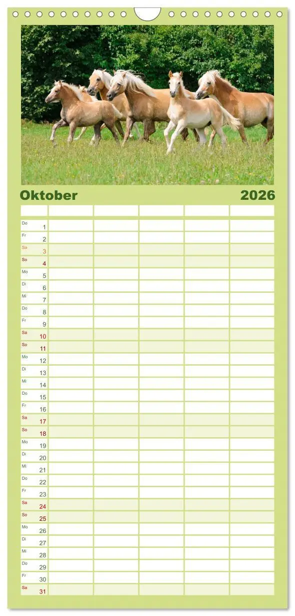 Bild: 9783516513066 | Familienplaner 2026 - Haflinger Fohlen mit 5 Spalten (Wandkalender,...
