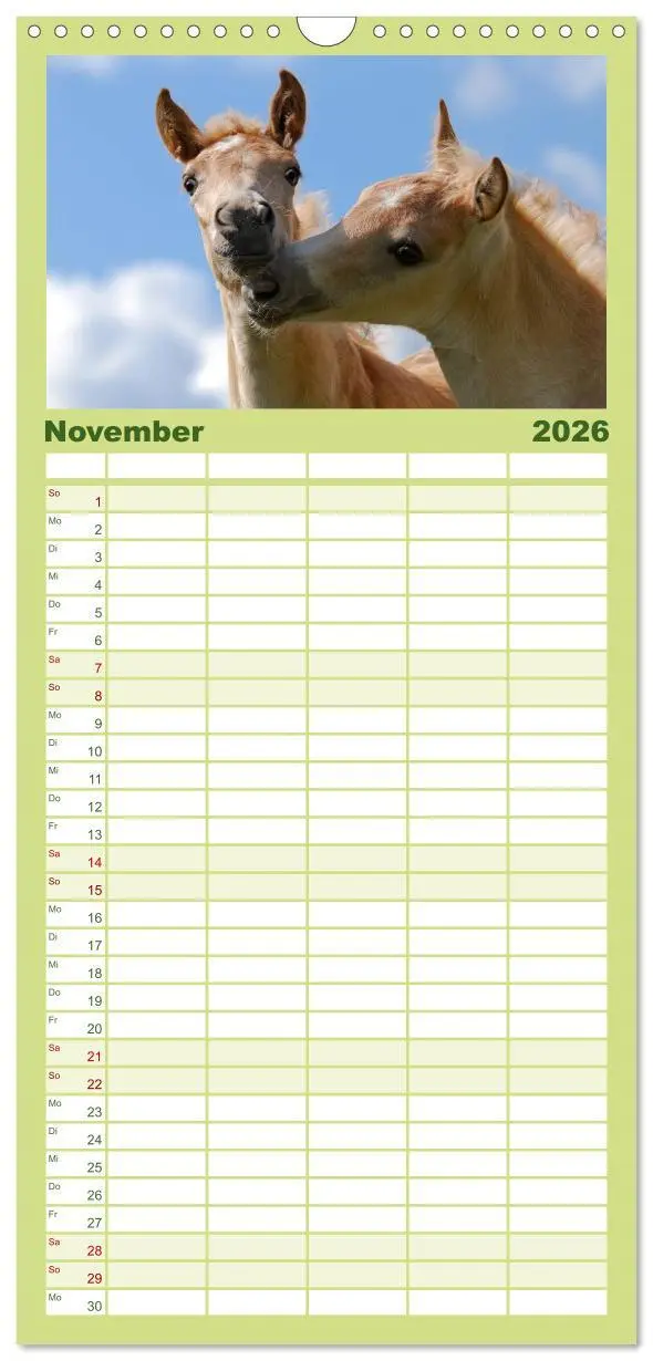 Bild: 9783516513066 | Familienplaner 2026 - Haflinger Fohlen mit 5 Spalten (Wandkalender,...