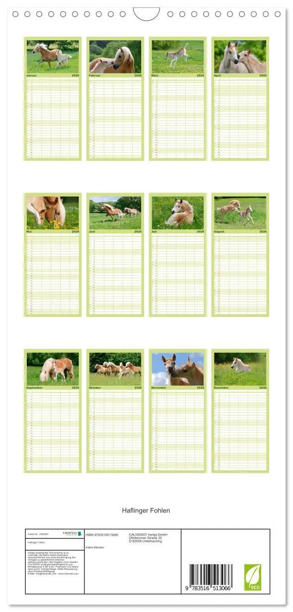 Bild: 9783516513066 | Familienplaner 2026 - Haflinger Fohlen mit 5 Spalten (Wandkalender,...