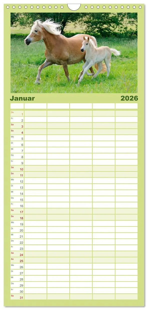 Bild: 9783516513066 | Familienplaner 2026 - Haflinger Fohlen mit 5 Spalten (Wandkalender,...