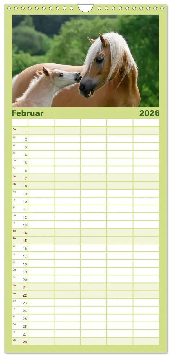 Bild: 9783516513066 | Familienplaner 2026 - Haflinger Fohlen mit 5 Spalten (Wandkalender,...