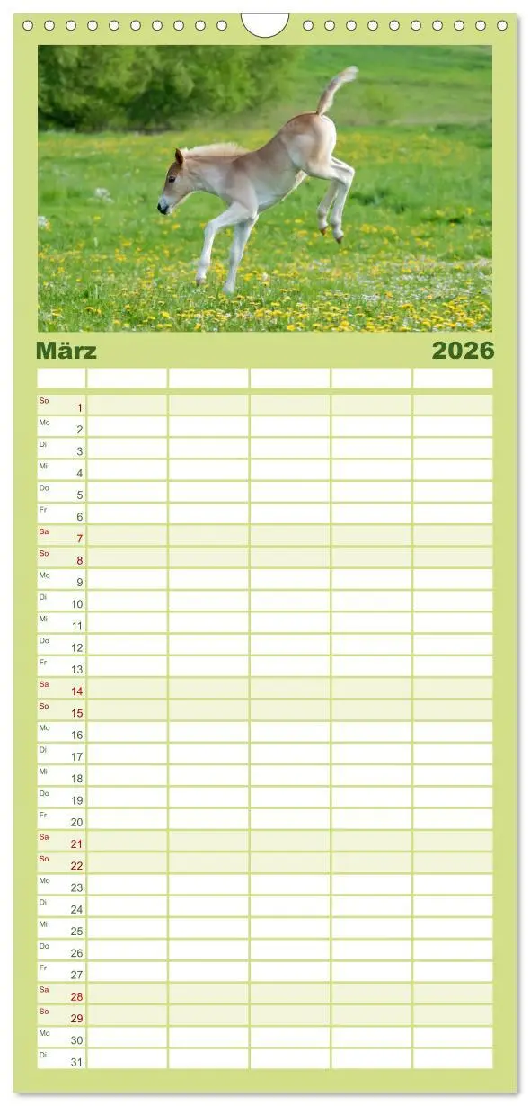 Bild: 9783516513066 | Familienplaner 2026 - Haflinger Fohlen mit 5 Spalten (Wandkalender,...