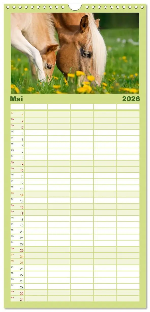 Bild: 9783516513066 | Familienplaner 2026 - Haflinger Fohlen mit 5 Spalten (Wandkalender,...