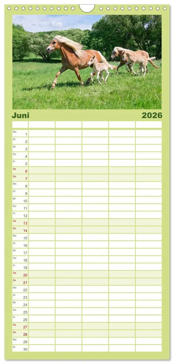 Bild: 9783516513066 | Familienplaner 2026 - Haflinger Fohlen mit 5 Spalten (Wandkalender,...