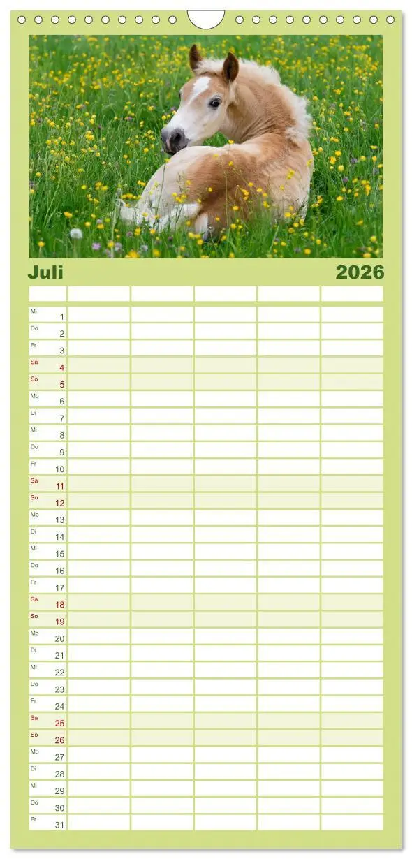 Bild: 9783516513066 | Familienplaner 2026 - Haflinger Fohlen mit 5 Spalten (Wandkalender,...