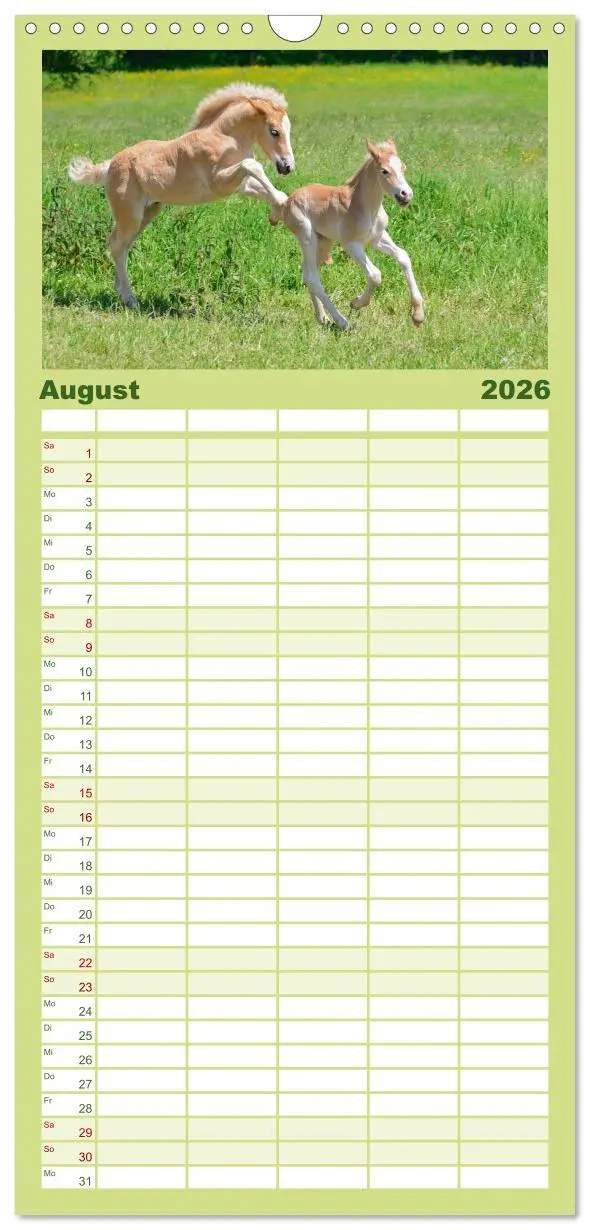 Bild: 9783516513066 | Familienplaner 2026 - Haflinger Fohlen mit 5 Spalten (Wandkalender,...