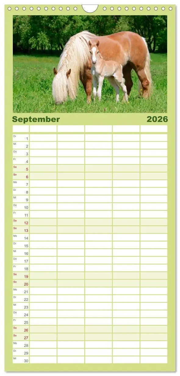 Bild: 9783516513066 | Familienplaner 2026 - Haflinger Fohlen mit 5 Spalten (Wandkalender,...