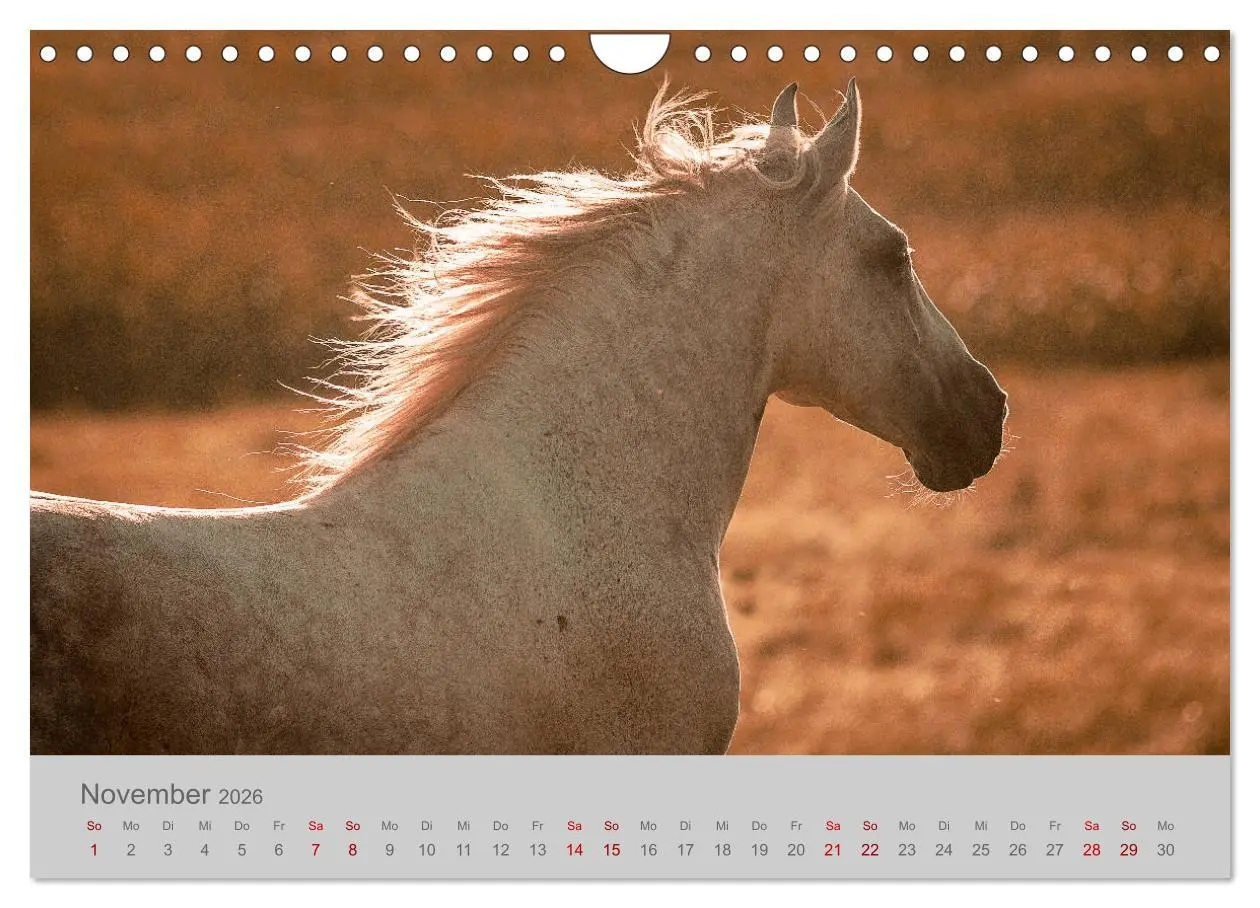 Bild: 9783457883266 | Pferde - Anmut, Eleganz, Magie (Wandkalender 2026 DIN A4 quer),...