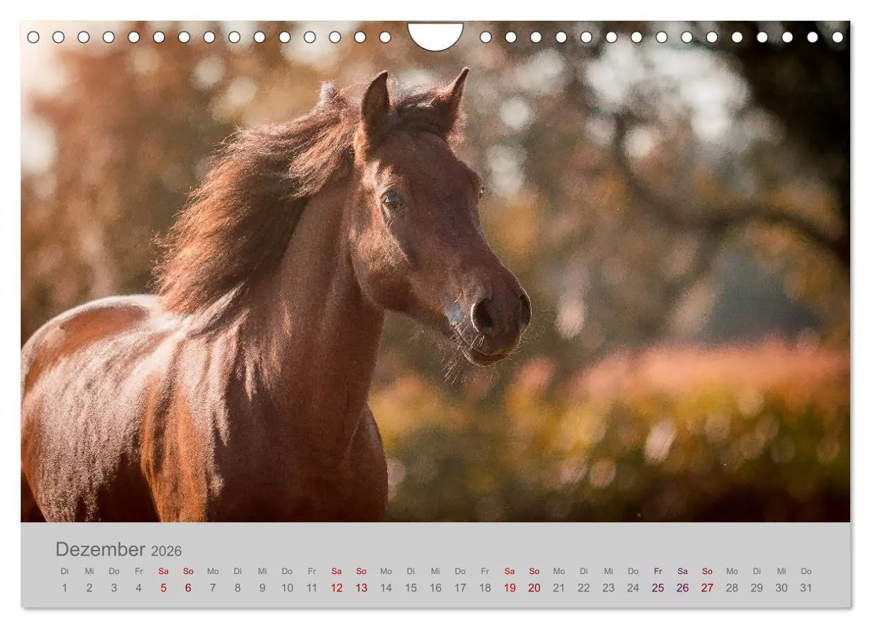 Bild: 9783457883266 | Pferde - Anmut, Eleganz, Magie (Wandkalender 2026 DIN A4 quer),...