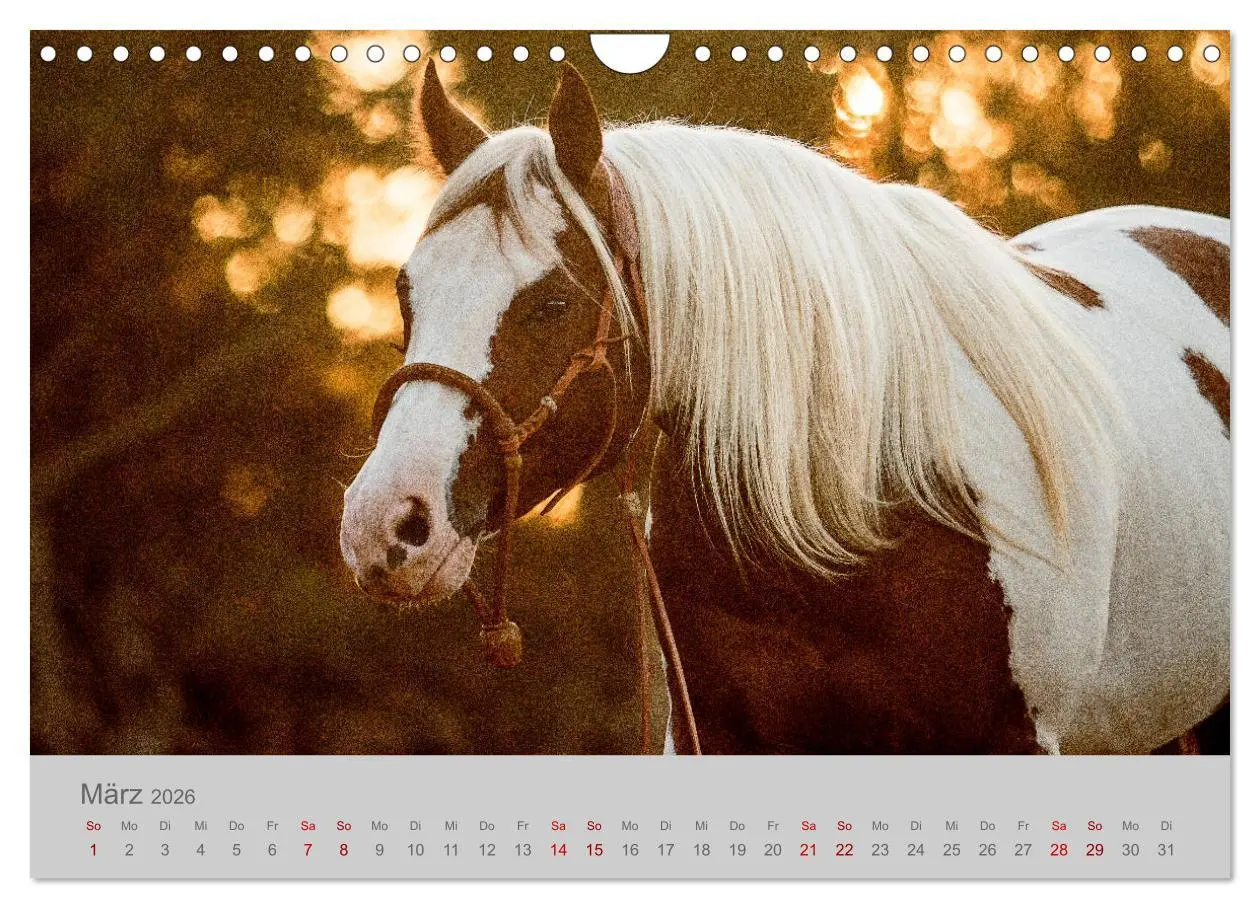 Bild: 9783457883266 | Pferde - Anmut, Eleganz, Magie (Wandkalender 2026 DIN A4 quer),...