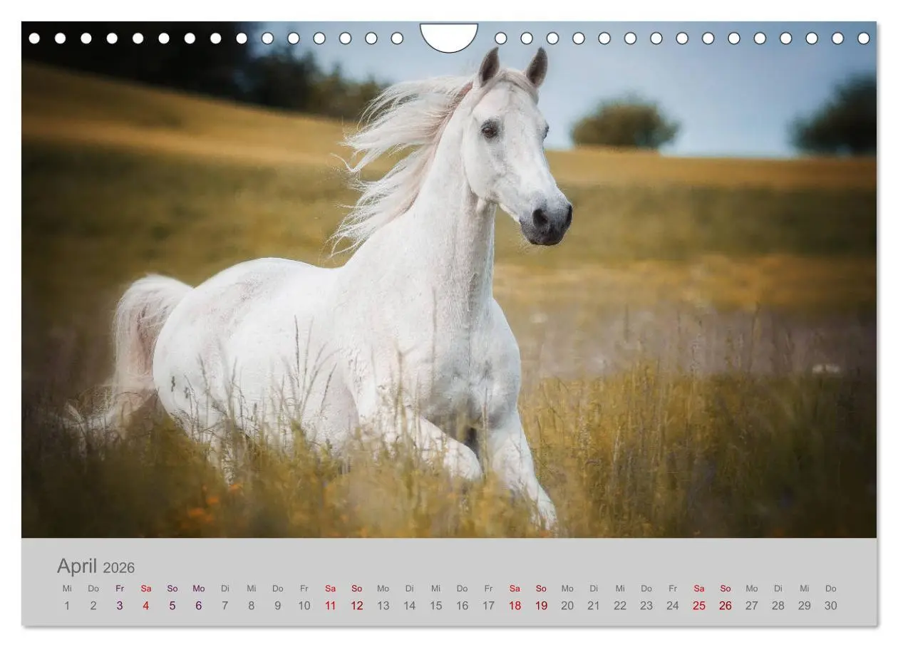 Bild: 9783457883266 | Pferde - Anmut, Eleganz, Magie (Wandkalender 2026 DIN A4 quer),...