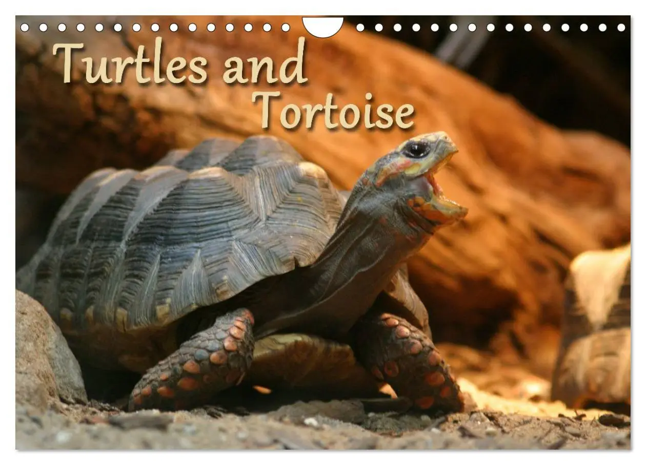 Cover: 9783516583366 | Turtles and Tortoise / UK-Version (Wall Calendar 2026 DIN A4...