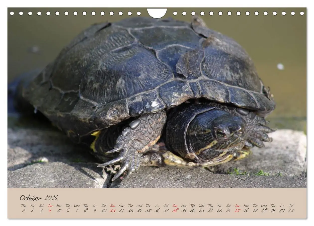 Bild: 9783516583366 | Turtles and Tortoise / UK-Version (Wall Calendar 2026 DIN A4...