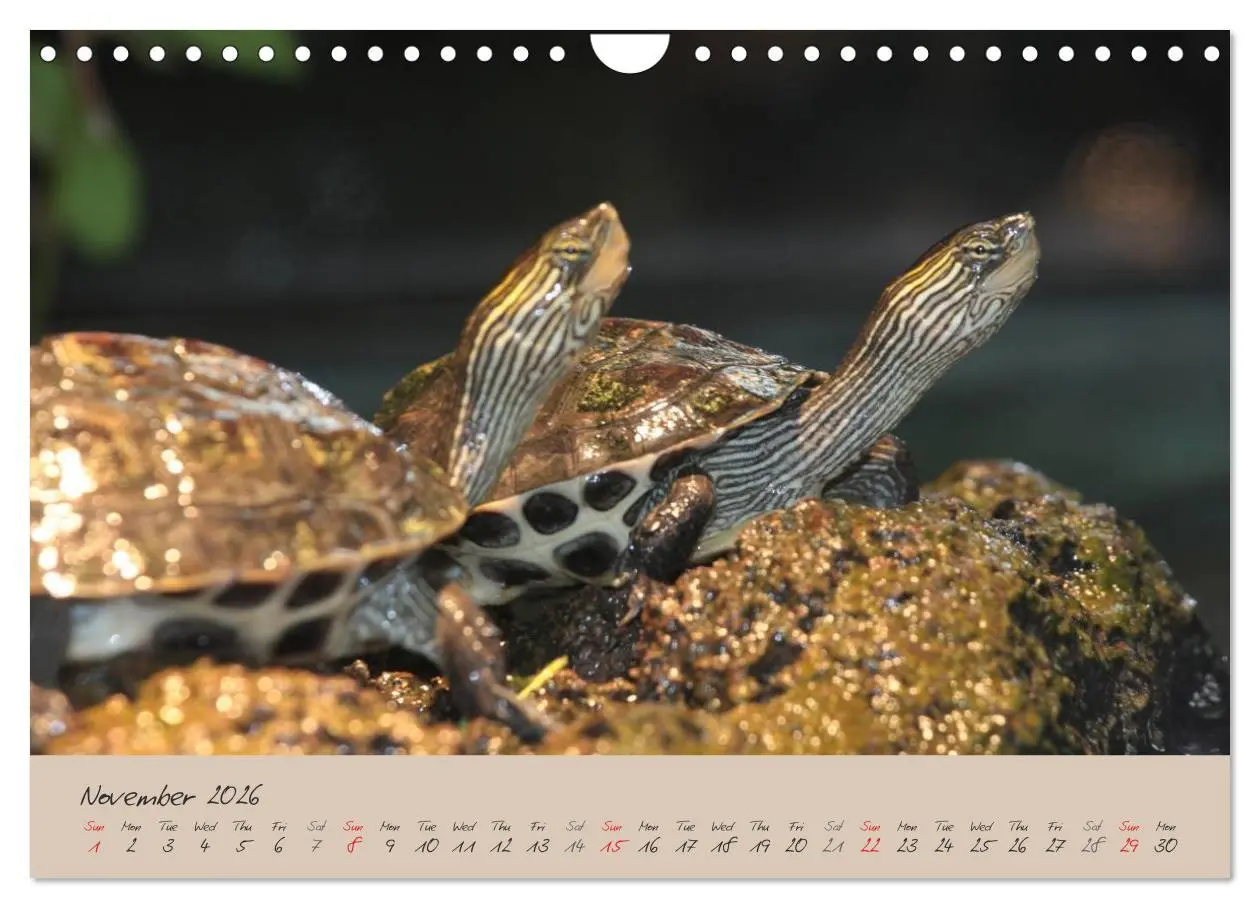 Bild: 9783516583366 | Turtles and Tortoise / UK-Version (Wall Calendar 2026 DIN A4...