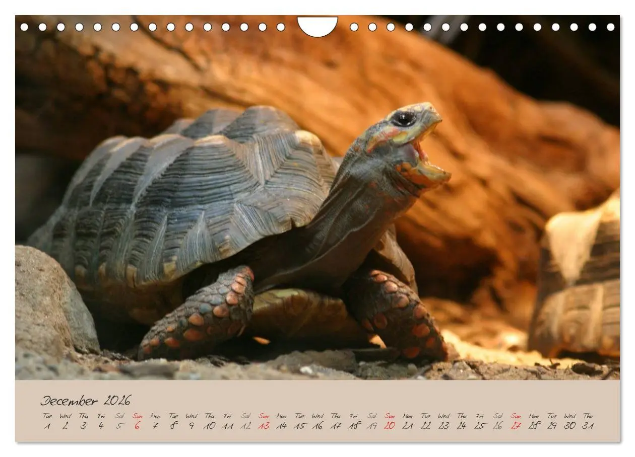 Bild: 9783516583366 | Turtles and Tortoise / UK-Version (Wall Calendar 2026 DIN A4...