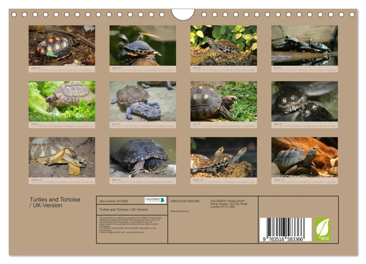 Bild: 9783516583366 | Turtles and Tortoise / UK-Version (Wall Calendar 2026 DIN A4...