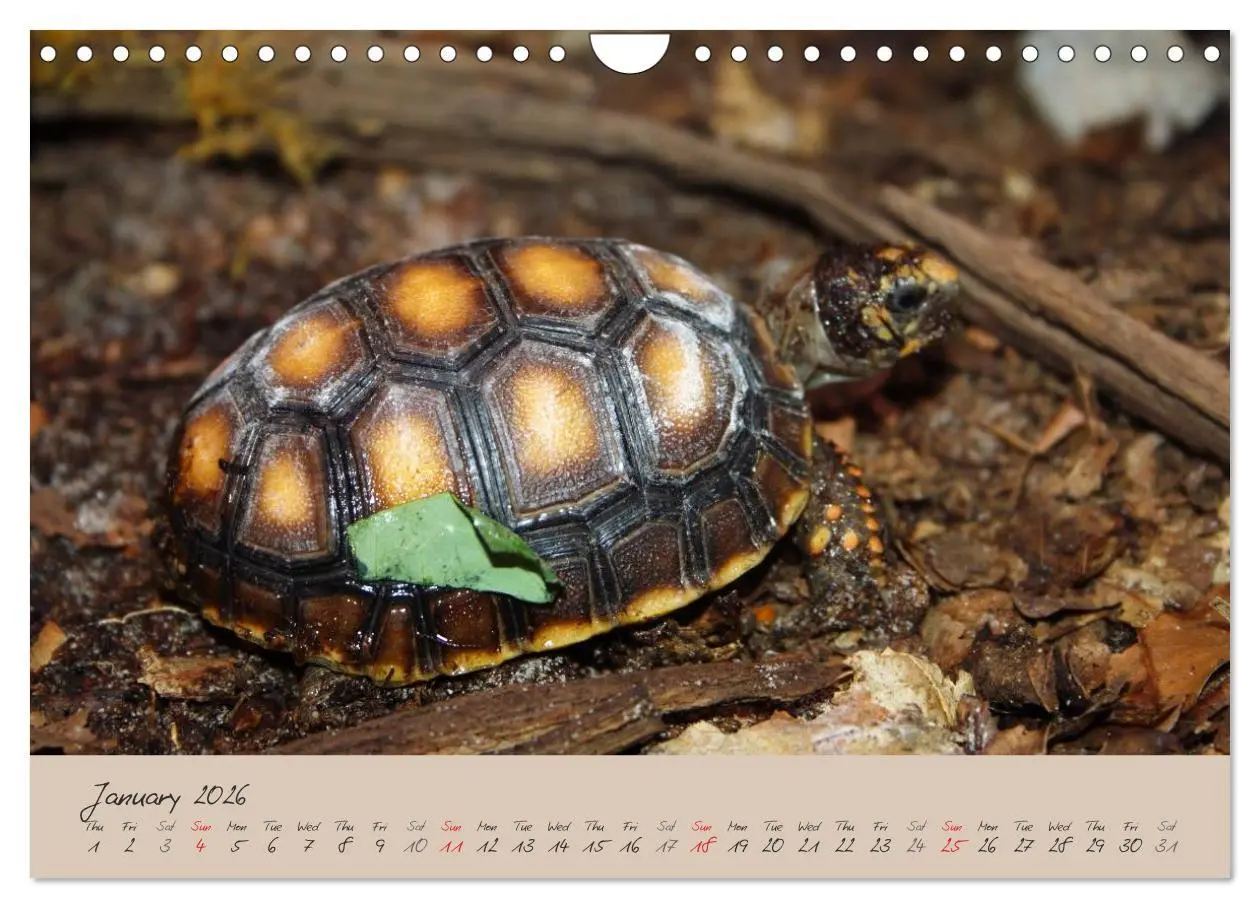 Bild: 9783516583366 | Turtles and Tortoise / UK-Version (Wall Calendar 2026 DIN A4...
