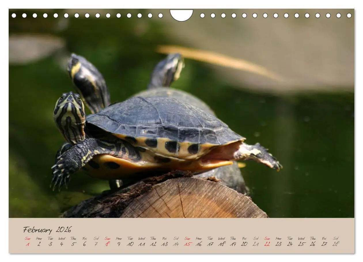 Bild: 9783516583366 | Turtles and Tortoise / UK-Version (Wall Calendar 2026 DIN A4...