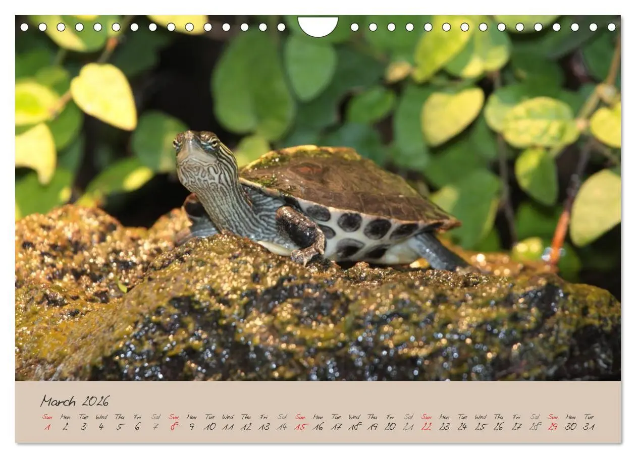 Bild: 9783516583366 | Turtles and Tortoise / UK-Version (Wall Calendar 2026 DIN A4...