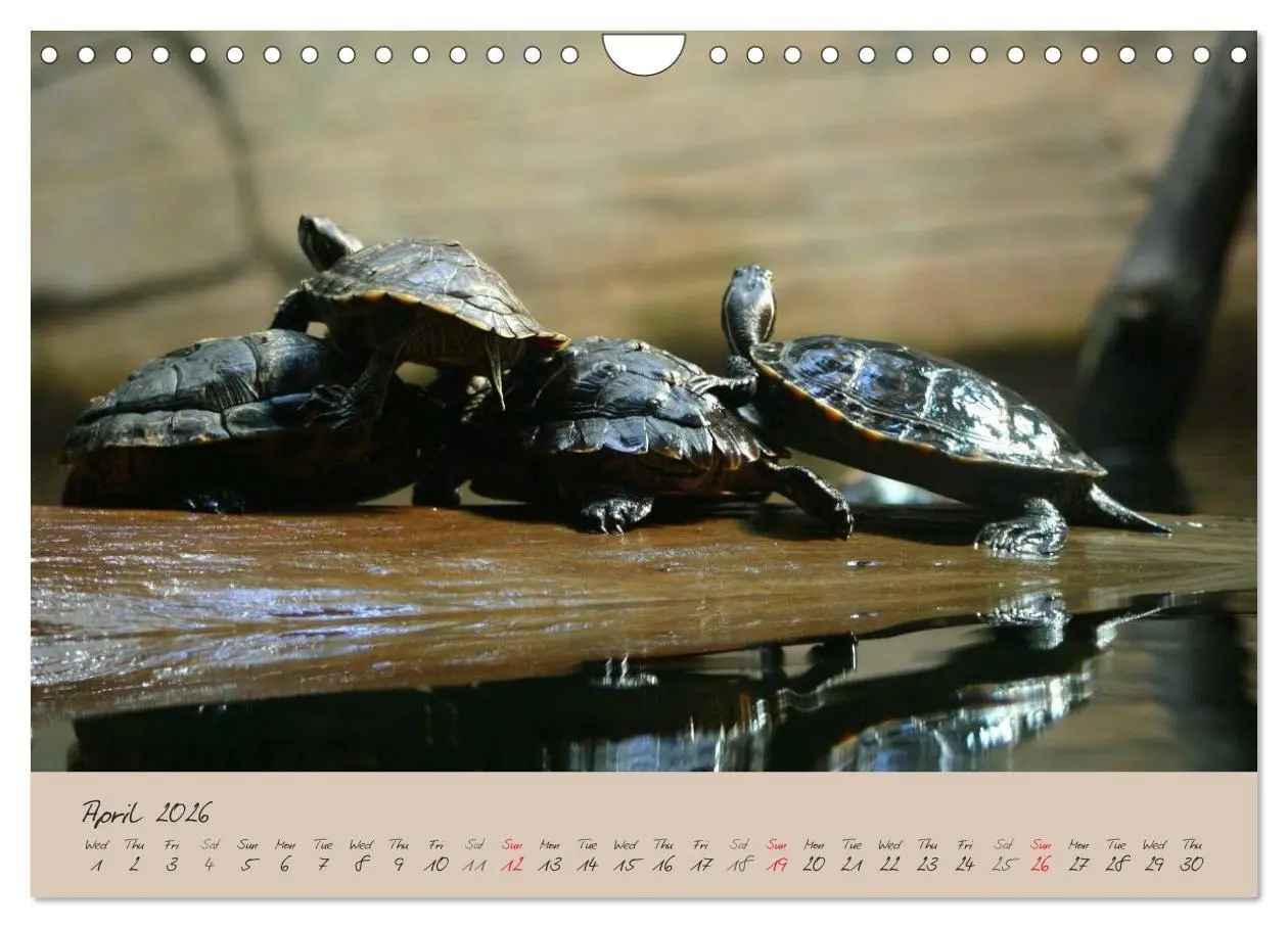 Bild: 9783516583366 | Turtles and Tortoise / UK-Version (Wall Calendar 2026 DIN A4...