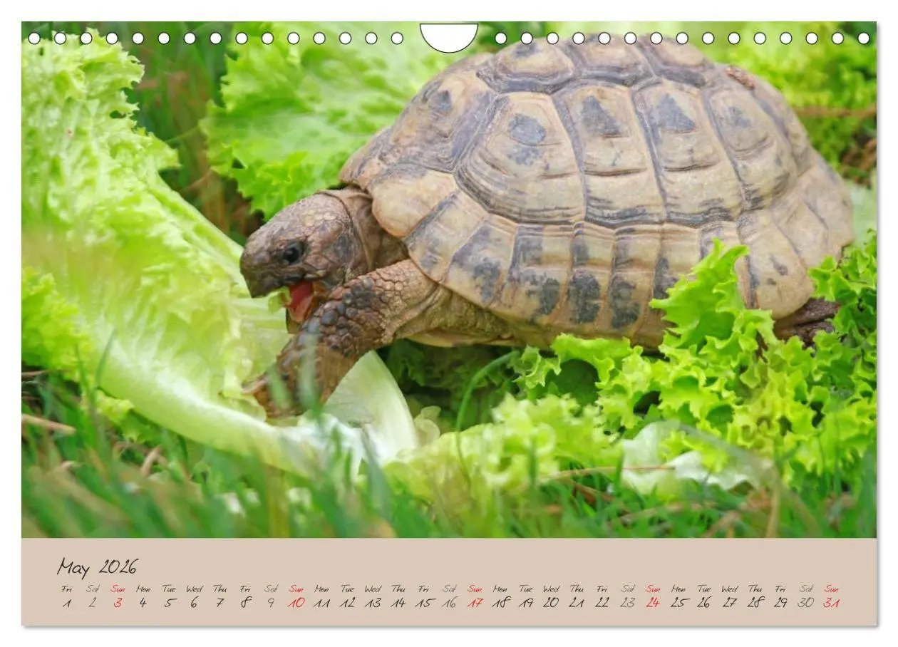 Bild: 9783516583366 | Turtles and Tortoise / UK-Version (Wall Calendar 2026 DIN A4...