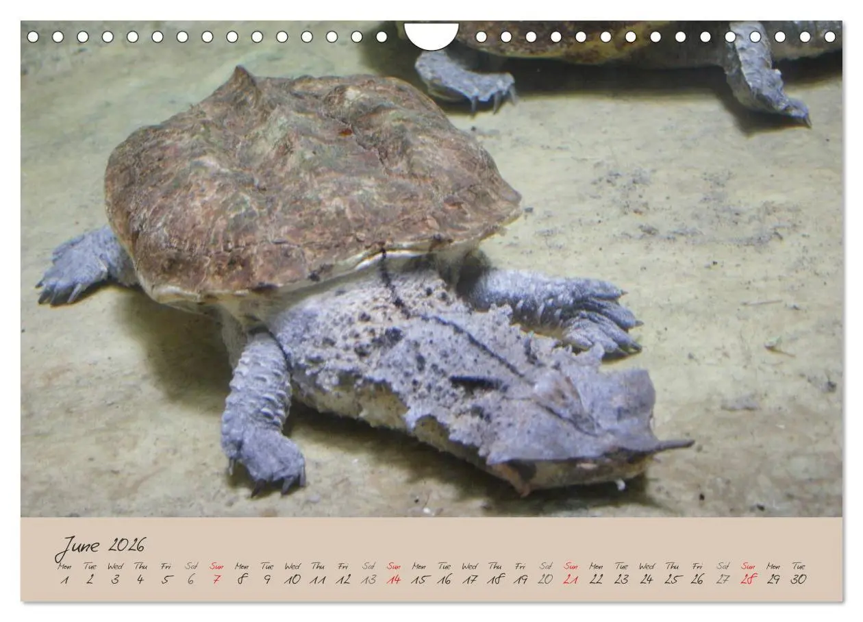 Bild: 9783516583366 | Turtles and Tortoise / UK-Version (Wall Calendar 2026 DIN A4...