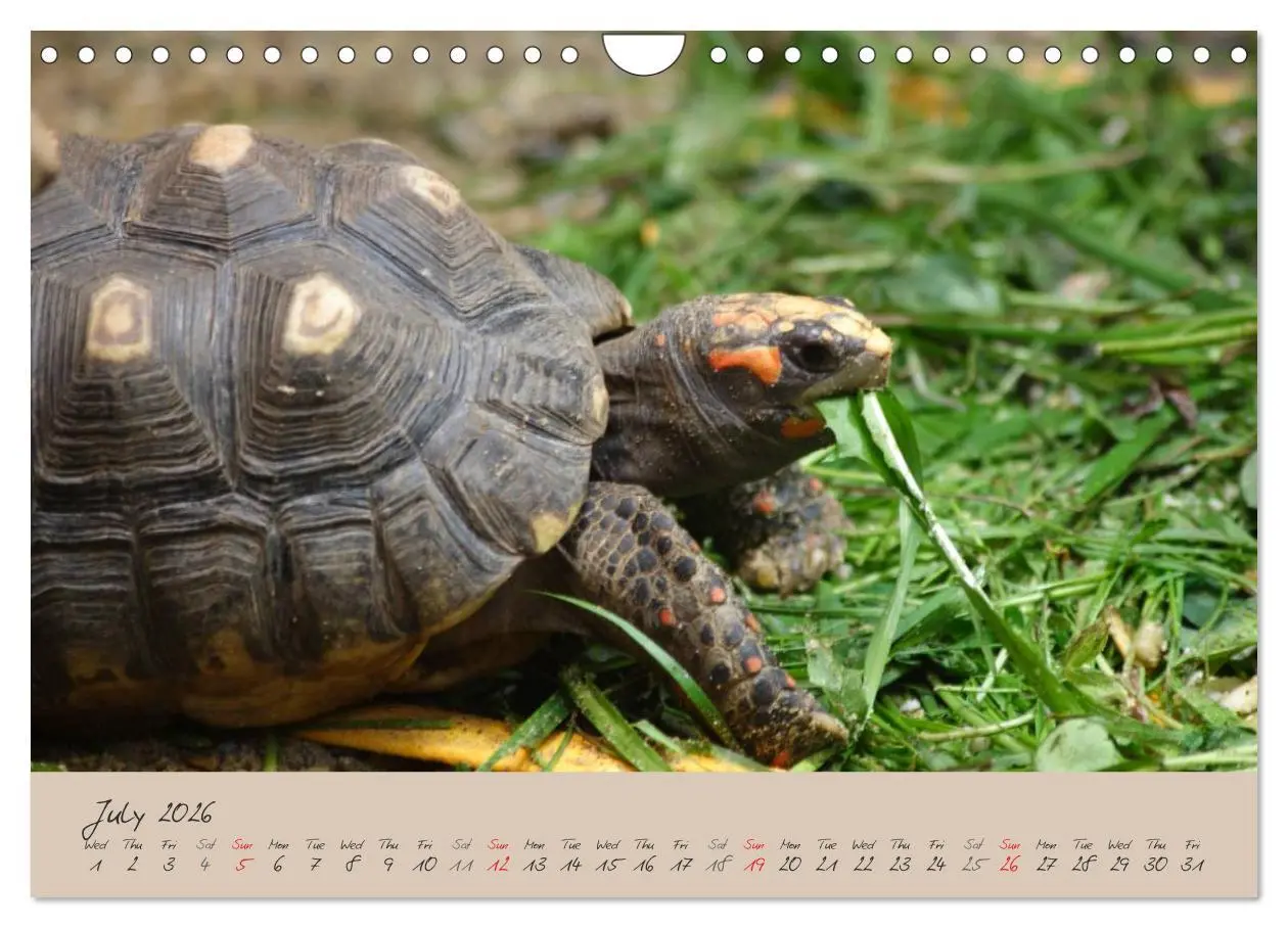 Bild: 9783516583366 | Turtles and Tortoise / UK-Version (Wall Calendar 2026 DIN A4...