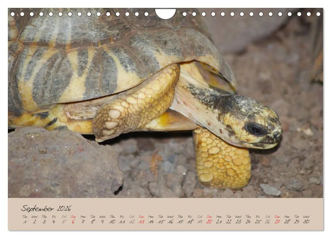 Bild: 9783516583366 | Turtles and Tortoise / UK-Version (Wall Calendar 2026 DIN A4...