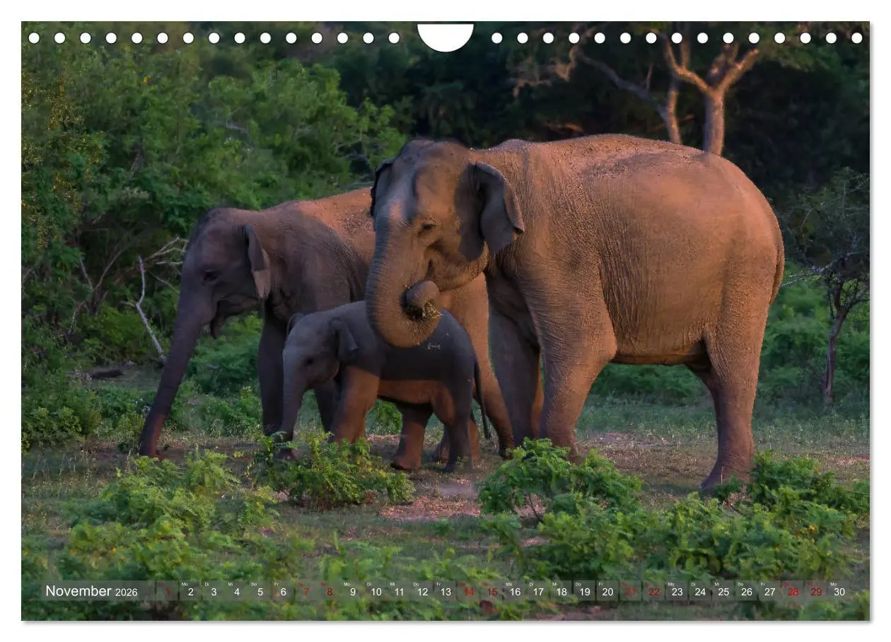 Bild: 9783457853566 | Reise nach Sri Lanka (Wandkalender 2026 DIN A4 quer), CALVENDO...
