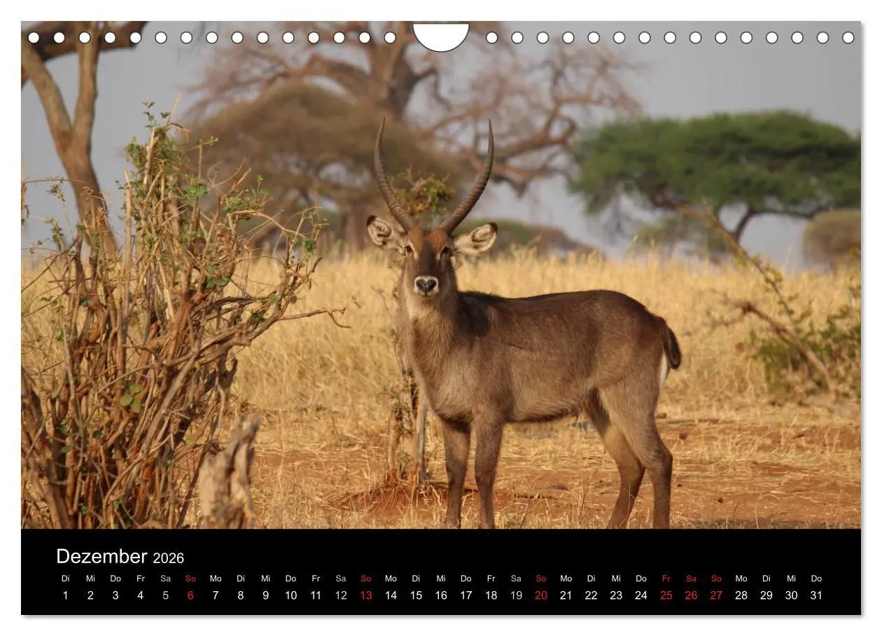 Bild: 9783516163766 | Tansania (Wandkalender 2026 DIN A4 quer), CALVENDO Monatskalender