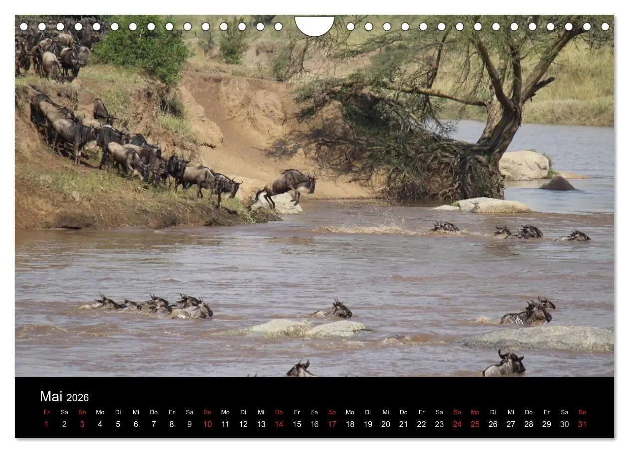 Bild: 9783516163766 | Tansania (Wandkalender 2026 DIN A4 quer), CALVENDO Monatskalender