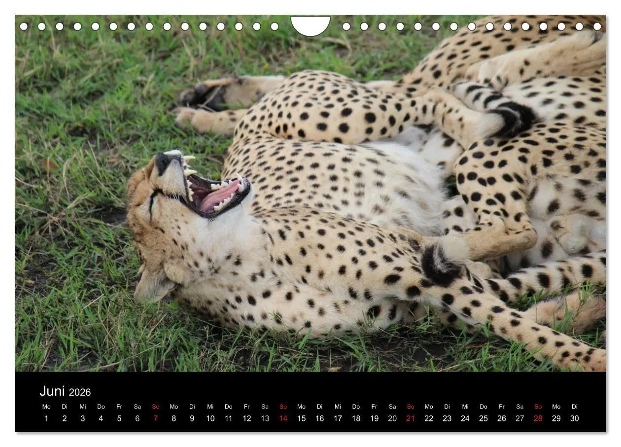 Bild: 9783516163766 | Tansania (Wandkalender 2026 DIN A4 quer), CALVENDO Monatskalender
