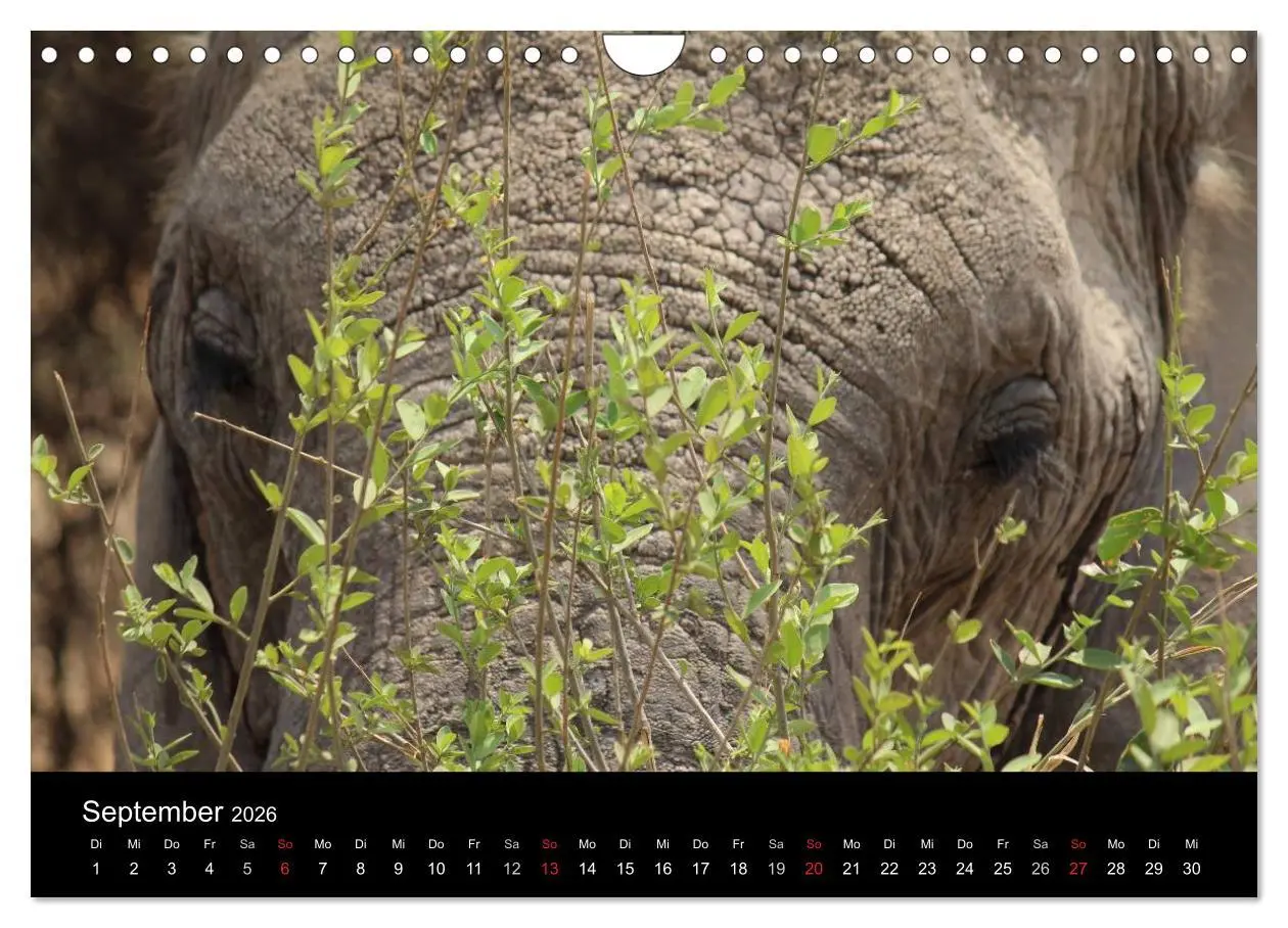 Bild: 9783516163766 | Tansania (Wandkalender 2026 DIN A4 quer), CALVENDO Monatskalender