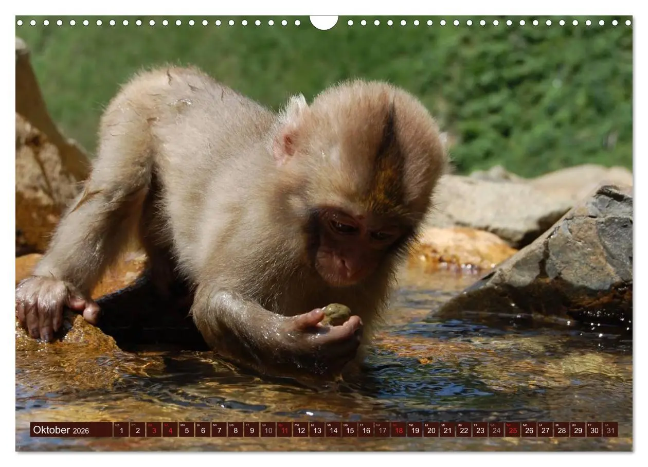 Bild: 9783516153866 | Afrikas wilde Schönheiten (Wandkalender 2026 DIN A3 quer), CALVENDO...