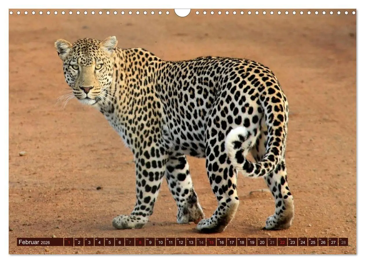 Bild: 9783516153866 | Afrikas wilde Schönheiten (Wandkalender 2026 DIN A3 quer), CALVENDO...
