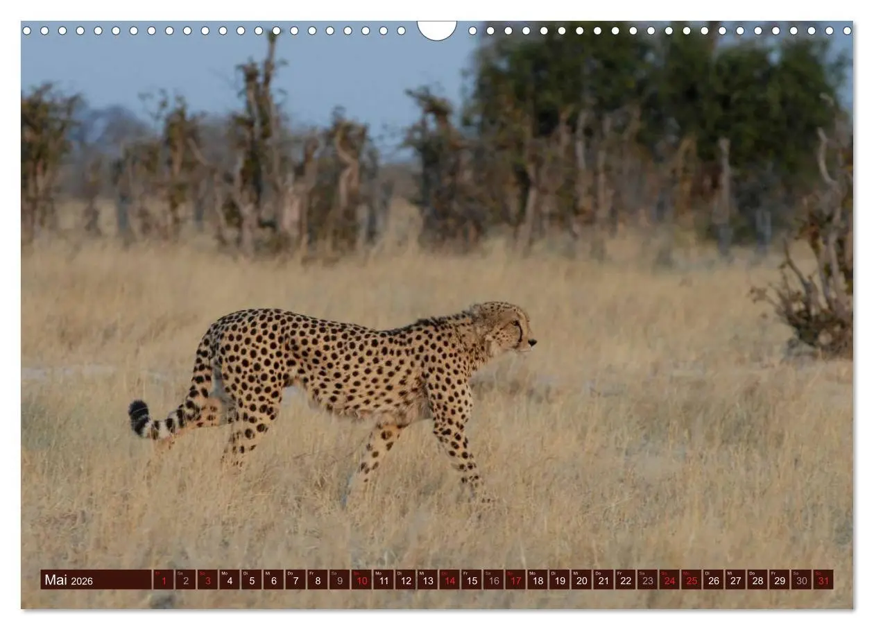 Bild: 9783516153866 | Afrikas wilde Schönheiten (Wandkalender 2026 DIN A3 quer), CALVENDO...