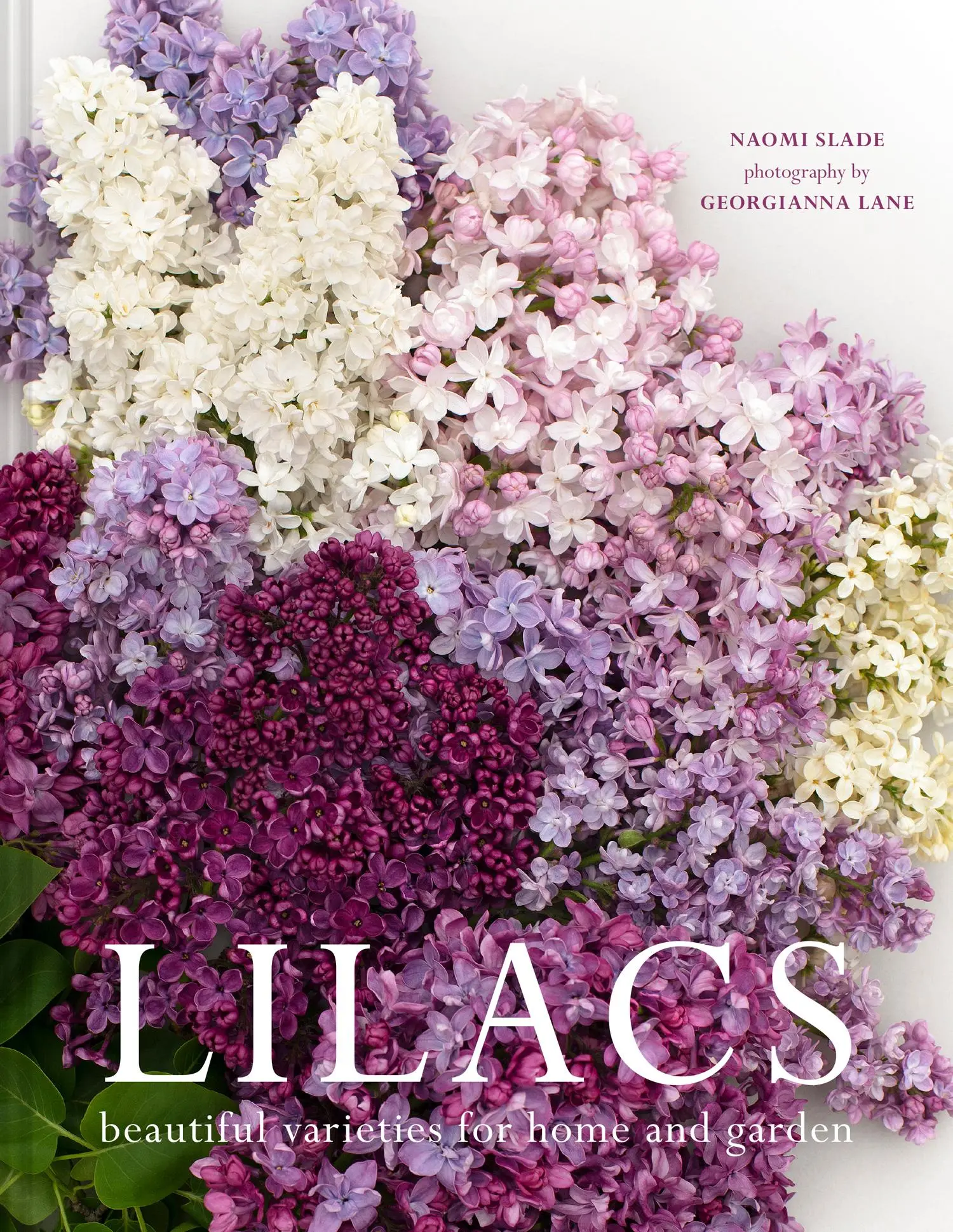 Cover: 9781911663966 | Lilacs | Beautiful varieties for home and garden | Naomi Slade | Buch