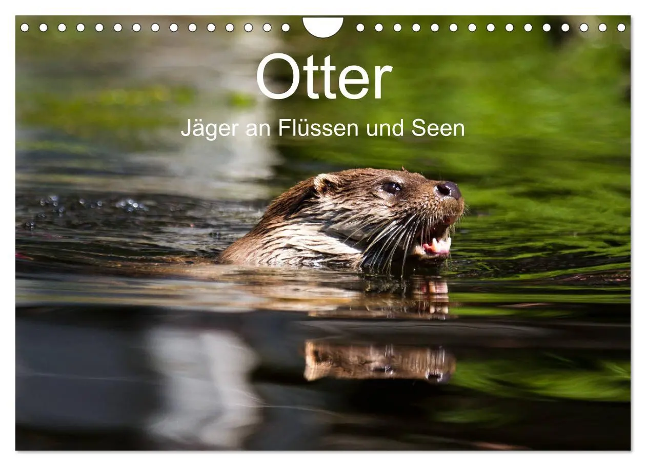 Cover: 9783457864166 | Otter - Jäger an Flüssen und Seen (Wandkalender 2026 DIN A4 quer),...