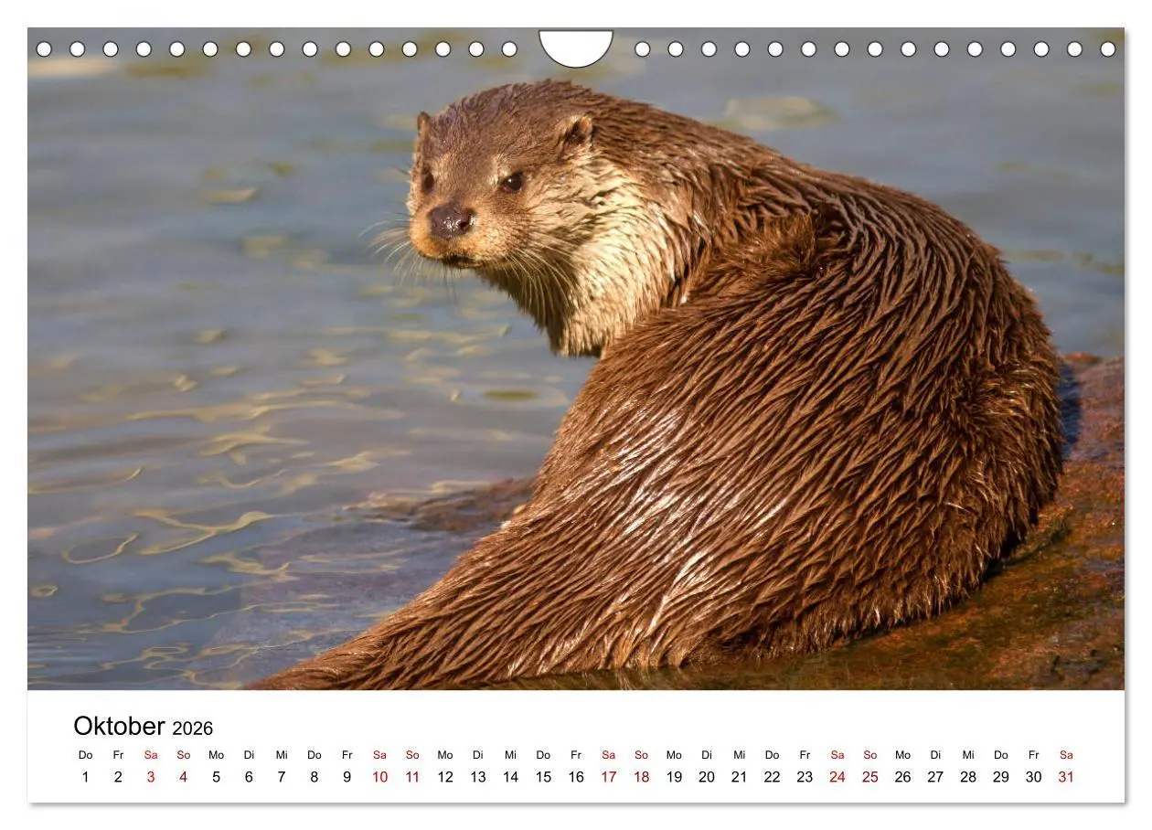 Bild: 9783457864166 | Otter - Jäger an Flüssen und Seen (Wandkalender 2026 DIN A4 quer),...