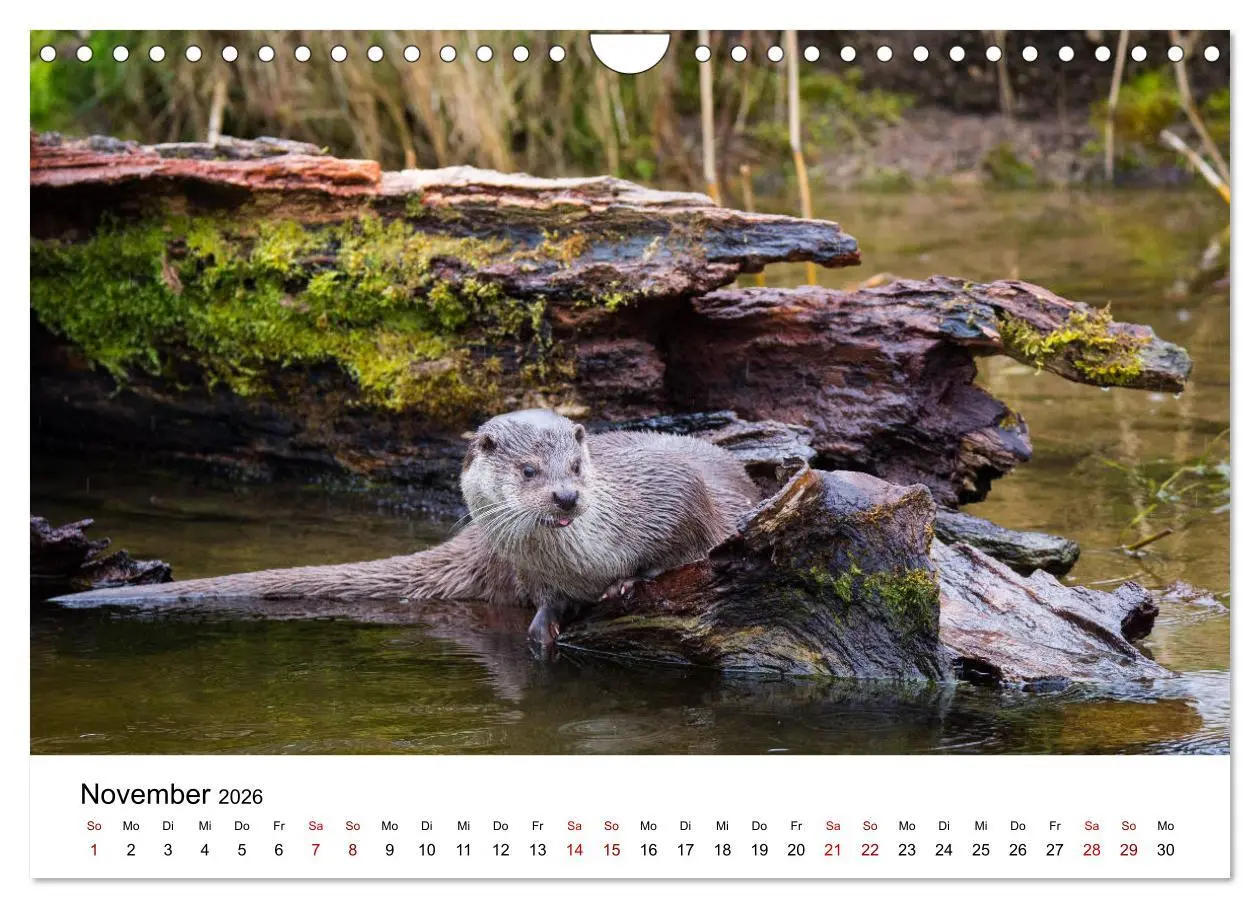 Bild: 9783457864166 | Otter - Jäger an Flüssen und Seen (Wandkalender 2026 DIN A4 quer),...