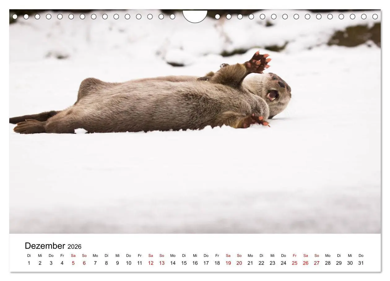 Bild: 9783457864166 | Otter - Jäger an Flüssen und Seen (Wandkalender 2026 DIN A4 quer),...
