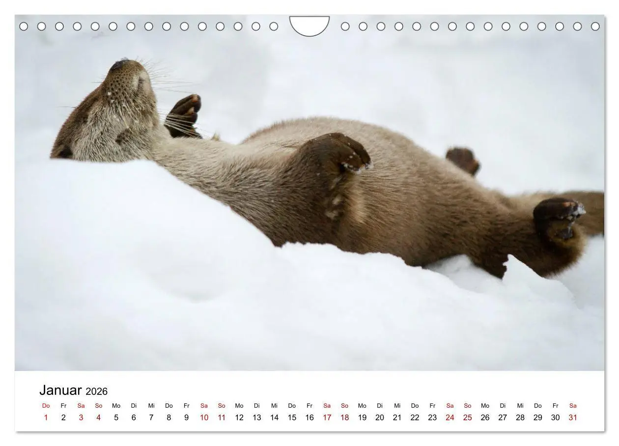 Bild: 9783457864166 | Otter - Jäger an Flüssen und Seen (Wandkalender 2026 DIN A4 quer),...
